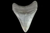 Fossil Megalodon Tooth - Georgia #109368-2